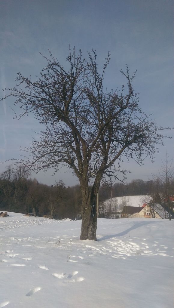 Solitérní strom jako dominanta v krajině