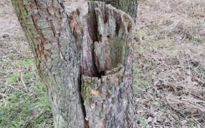 Část Stromu Odumírá, Ale Zbytek Je Stále Dost Vitální