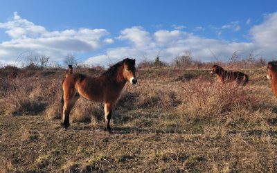 Exmoorsky-pony